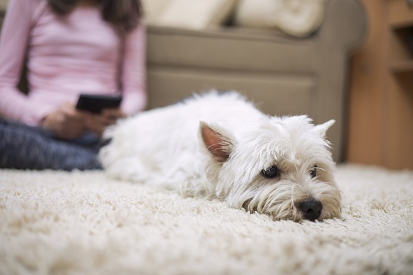 Dangers of Residual Animal Urine in Your Carpet