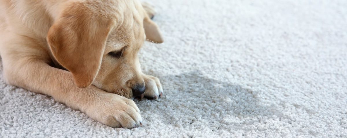The Dangers of Pet Urine in Your Home